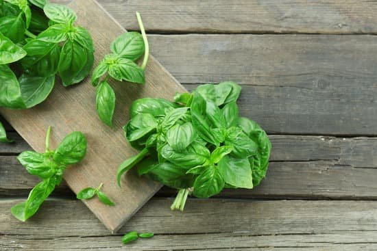 canva green basil on wooden background MAD MRdHMNU