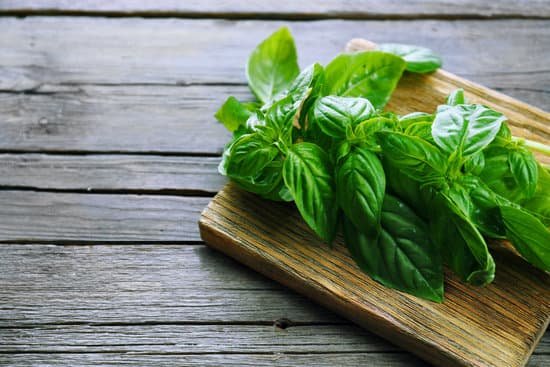 canva green basil on wooden background MAD