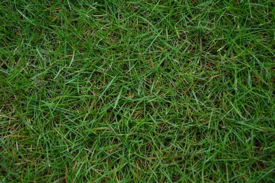 canva green bermuda grass texture background MADCB1LkYec