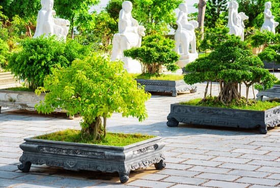 canva green bonsai trees MAC26sg50ko