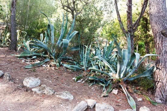 canva green cactus in spain on wasteland