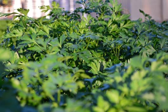 canva green cilantro MADmwvGUSdw