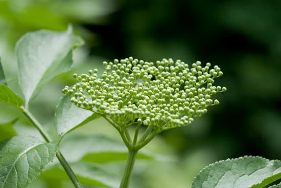 canva green elderberries