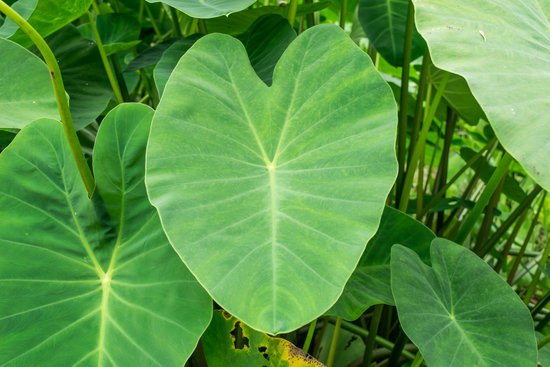 canva green elephant ear plant leaf colocasia MADFizARHbw