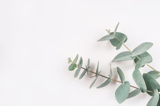 canva green eucalyptus branches on a white background MAEQcUBrE9o
