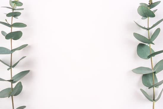 canva green eucalyptus branches on a white background MAEQcolwsvY