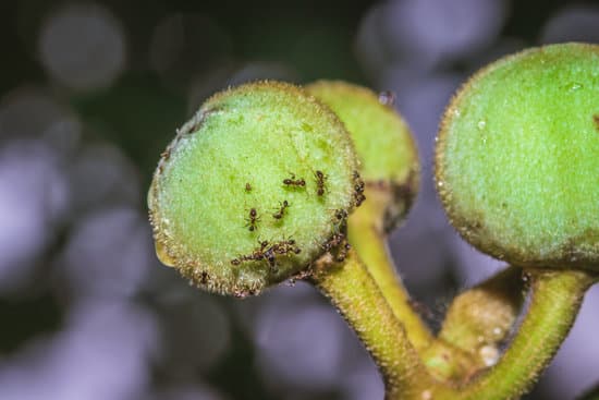canva green fig fruit with small fig ants and flies on the fruit uganda africa MAD4Ucs97ko