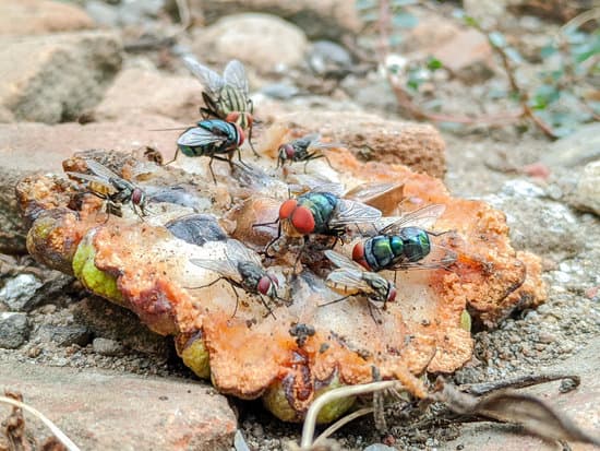 canva green flies eat MAESDny24dA