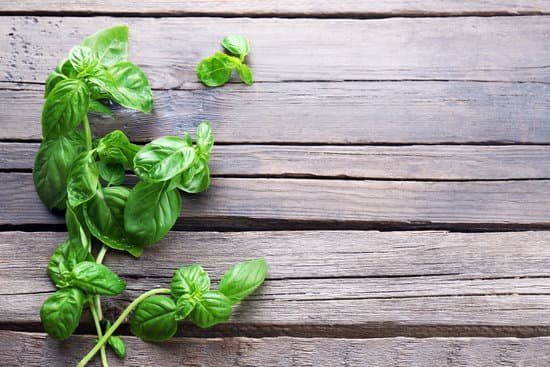 canva green fresh basil MAD MYEl878