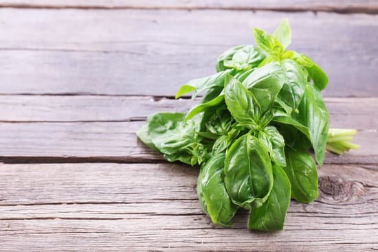 canva green fresh basil MAD MbZwRt8