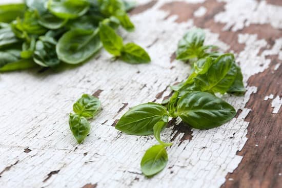 canva green fresh basil MAD Mclt mI