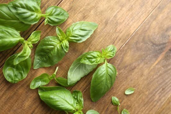 canva green fresh basil on wooden background MAD MXI wX0