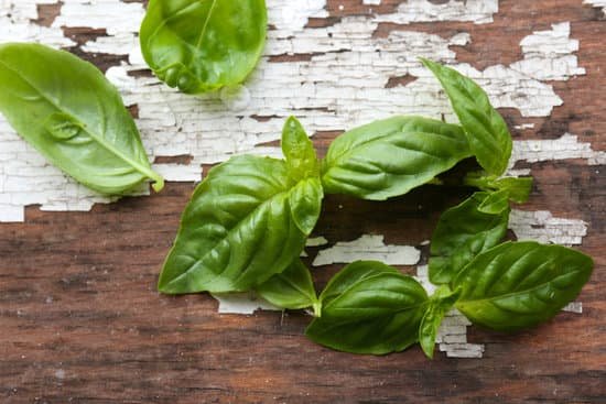 canva green fresh basil on wooden background MAD MemIH0Q