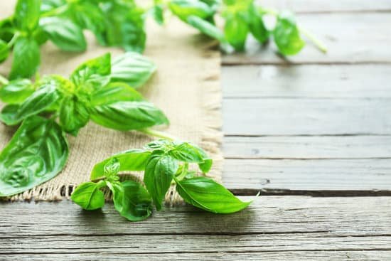 canva green fresh basil with sackcloth on table close up MAD