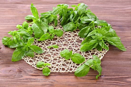 canva green fresh basil with wicker stand on wooden surface MAD MVeaHrI
