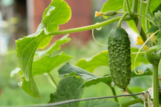 canva green fresh juicy cucumber grows in the garden MAEOtni3Luc