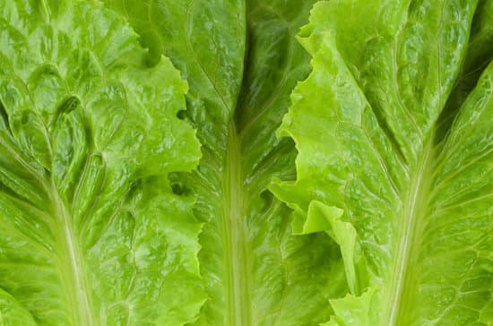 canva green fresh lettuce MAETB299GZs