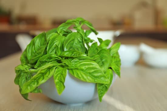 canva green fresh organic basil in ceramic bowl on kitchen table MAD9TwdR0KI