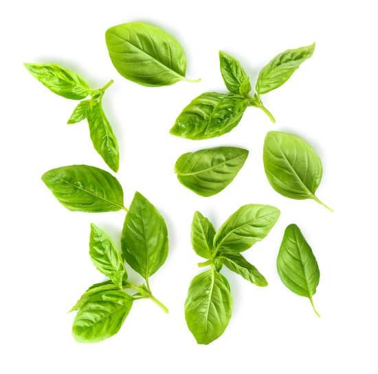 canva green fresh organic basil leaves isolated on white MAD9T uCW3Y