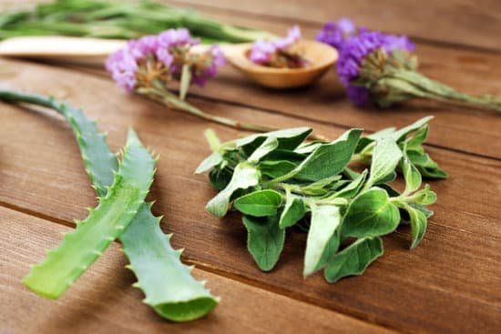 canva green herbs and leaves on wooden table closeup MAD MS3bzzc