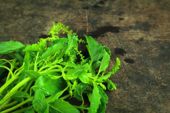 canva green holy basil hot basil ocimum sanctum MADFM qE4JE