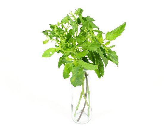 canva green holy basil hot basil ocimum sanctum MADFM5ZU o0