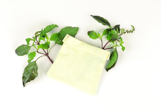 canva green holy basil hot basil ocimum sanctum MADFM7 Mi20
