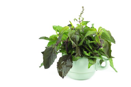 canva green holy basil hot basil ocimum sanctum MADFM9Qw9kc