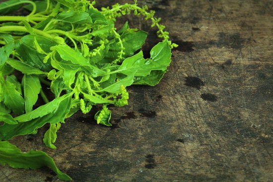 canva green holy basil hot basil ocimum sanctum MADFM QB oY