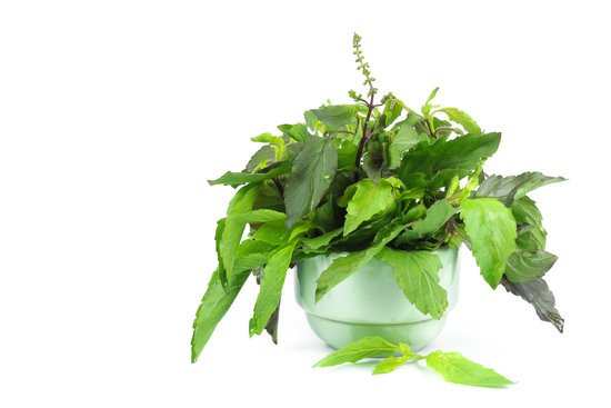 canva green holy basil hot basil ocimum sanctum MADFMw5 W 4