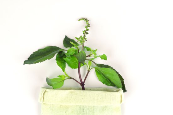 canva green holy basil hot basil ocimum sanctum