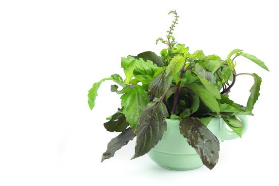canva green holy basil hot basil ocimum sanctum