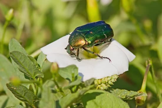 canva green june bug on a flower MAC9QF10Nt8