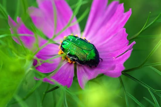 canva green june bug on purple flower close up MAEDM78Qeos