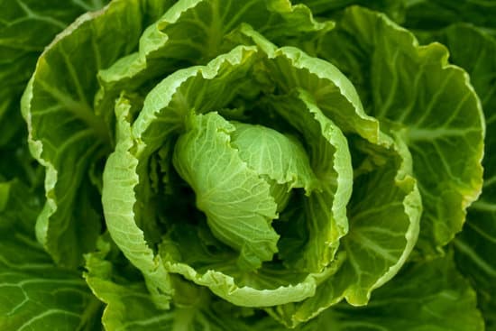 canva green lettuce close up MAEFkOB6rj0