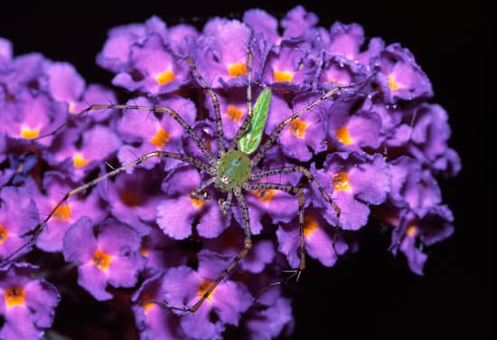 canva green lynx spider sitting on butterfly bush MAEsK3XlaeE