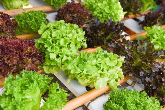 canva green oak and red oak lettuce salad vegetable MAD9Oih78 s