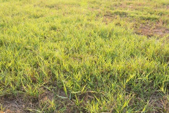 canva green short thick bermuda grass lawn texture MADCIMQu8V8