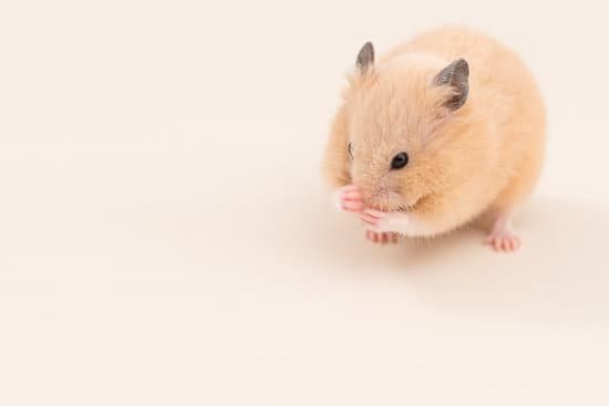 canva grooming hamster MADA5LgfQ5E