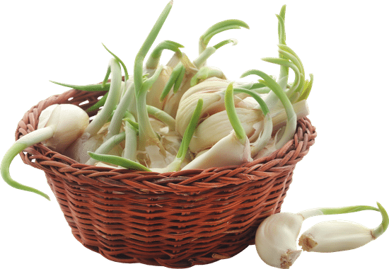 canva group of garlic in wooden basket MAEO9C2Vhp8