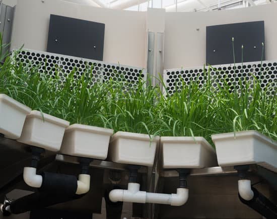 canva growing hydroponic chives MADBCVawiT4