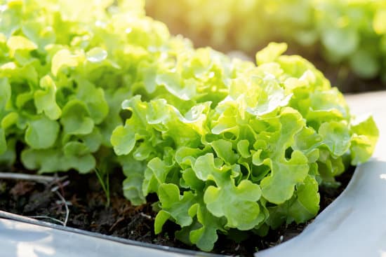 canva growing lettuce in green house MAERSajGIHE