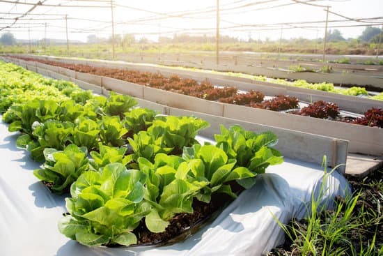 canva growing lettuce in greenhouse MAERSfORfV4