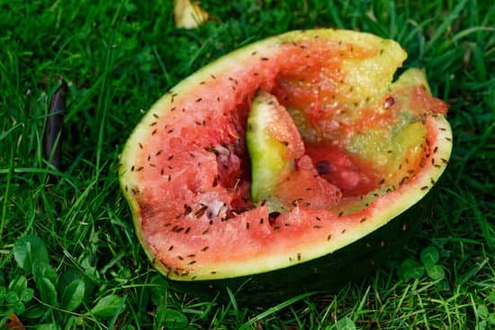 canva half a watermelon lies on the green grass it has been found by fruit flies MAD6RR10EBc