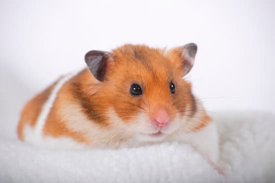 canva hamster MAC A9BTSok