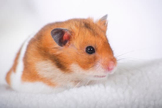 canva hamster MAC AilrcQM