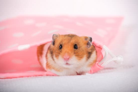 canva hamster MAC Aoa03Vw