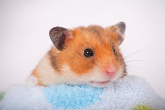 canva hamster MAC AtS7Lj8