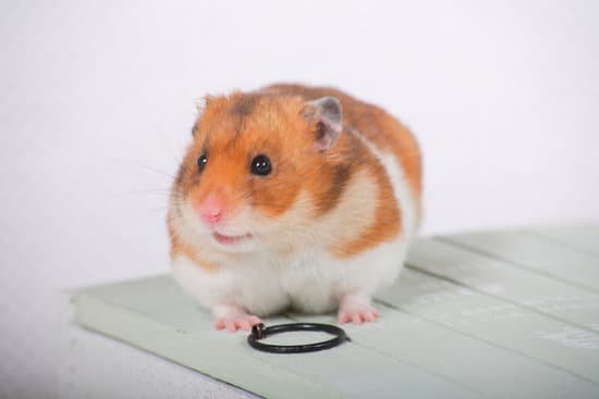 canva hamster MAC AzoJ79A