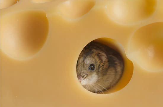 canva hamster MAC38YBRURk